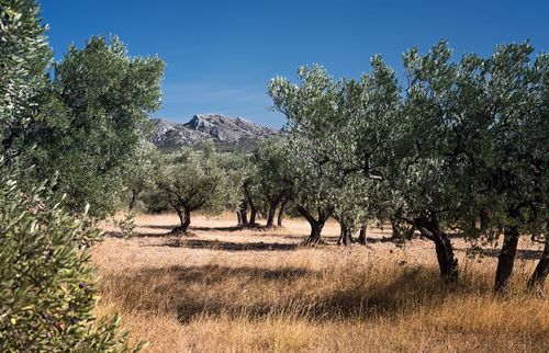 Oliviers des Alpilles