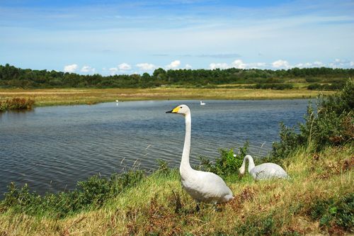 Parc ornithologique du Marquenterre