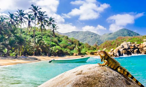 Parc national de Tayrona - lézard