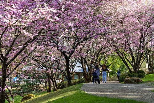 Contempler les cerisiers en fleurs au Parc oriental de Maulévrier