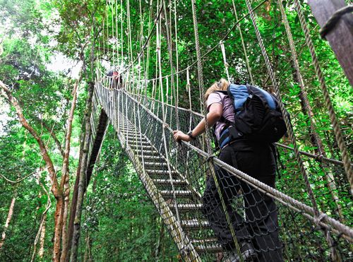 Asie Malaisie Taman Negara