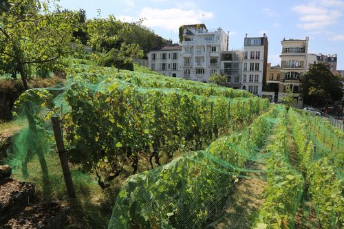 Paris Montmartre Vignes