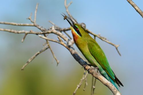 Oiseaux du Cambodge