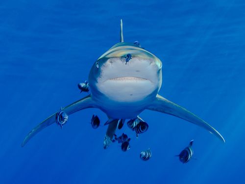 Concours photo Poissons d'avril : les gagnants