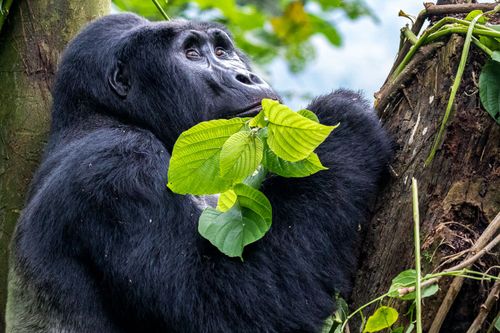 Ouganda, à la rencontre des gorilles