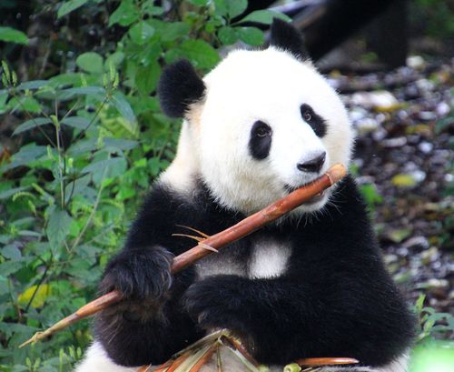Vos plus belles photos d’animaux