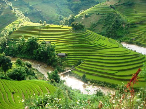 Mù Cang Chải Mù Cang Chải