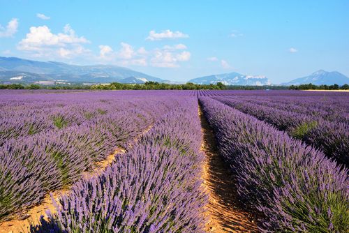Plateau de Valensole