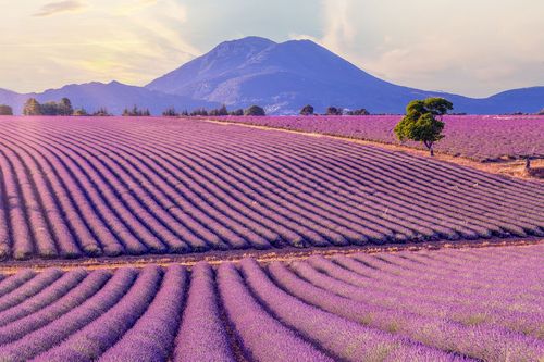 plateau de Valensole 