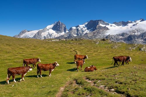 Plateau d'Emparis