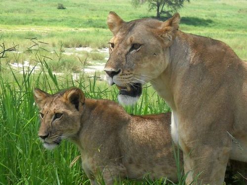 Lionnes