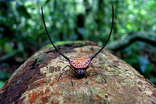 Thaïlande Insecte au Parc Khao Yai