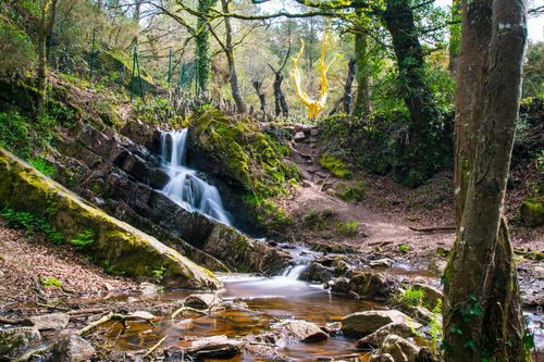 Rando Broceliande Arbre Or