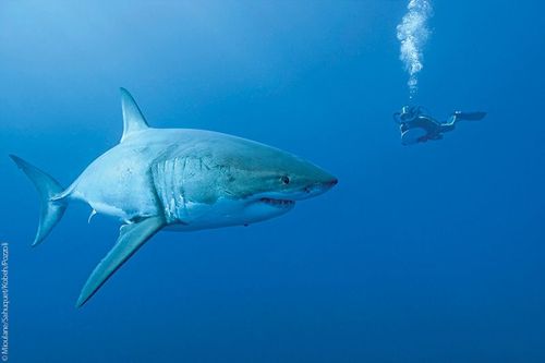 Requin blanc, Île de Guadalupe, Mexique