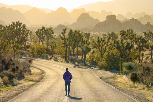 Route dans le Joshua Tree National Park