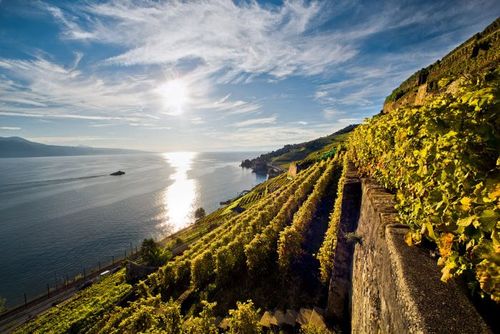 Suisse Lavaux Saint-Saphorin