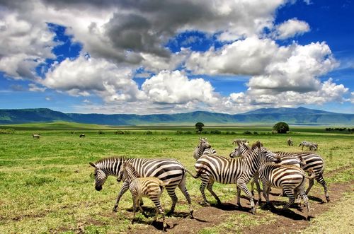 Tanzanie Parc Ngorongoro Zèbres