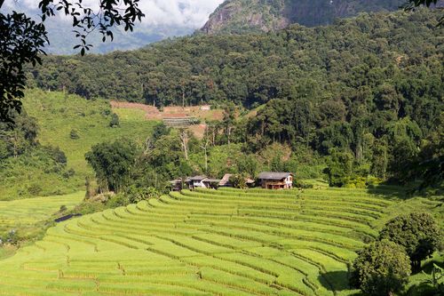 Thaïlande Doi Inthanon Rizières