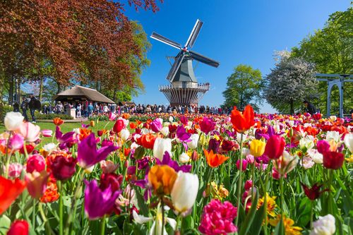 Tulipes et moulin