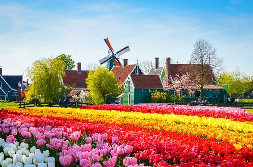 Tulipes à Zaanse Schans - Pays-Bas