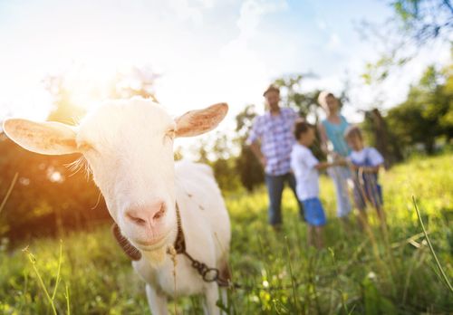 Vacances Ferme Chèvre