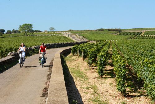 Côte d'or Vélo Vignes