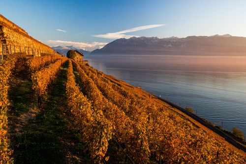 Vigne Lavaux