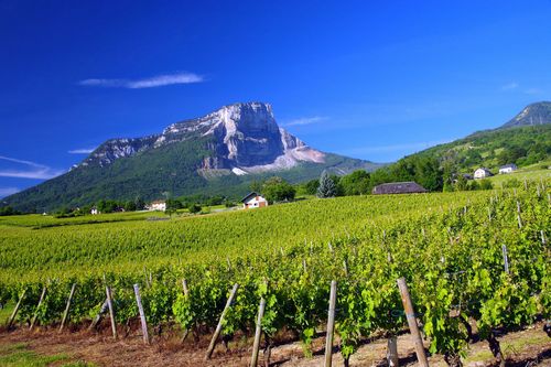 Vigne - Apremont