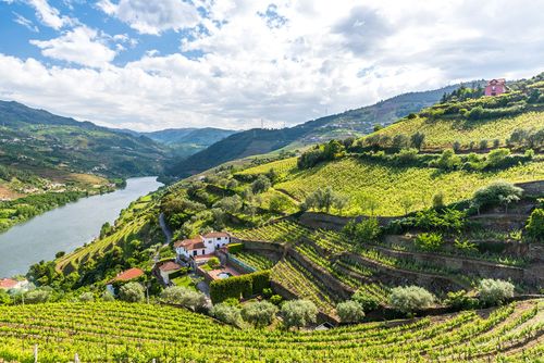Vignes de la Vallée du Douro
