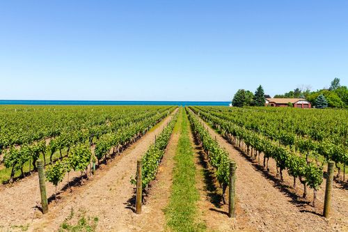 Vignes - Niagara-on-the-Lake