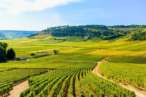 Vignes vers Mâcon