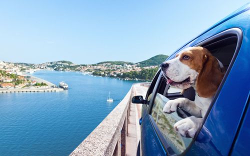 Voyage Chien Voiture