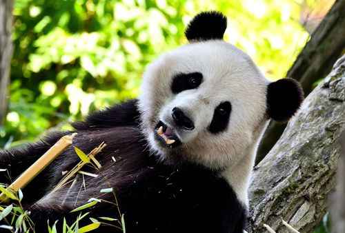 Pairi Daiza en Belgique : un parc animalier d'exception pour explorer les écosystèmes du monde entier