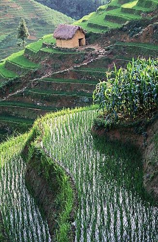 Chine Yunnan Rizières Yuanyang