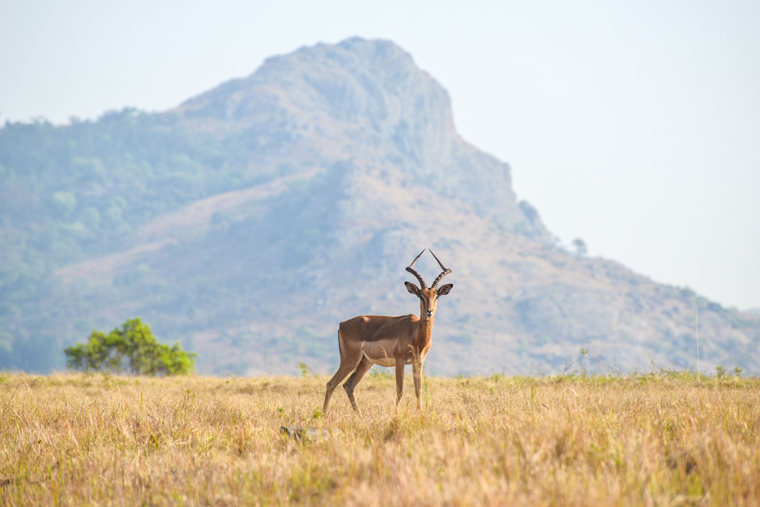 Mlilwane Wildlife Sanctuary