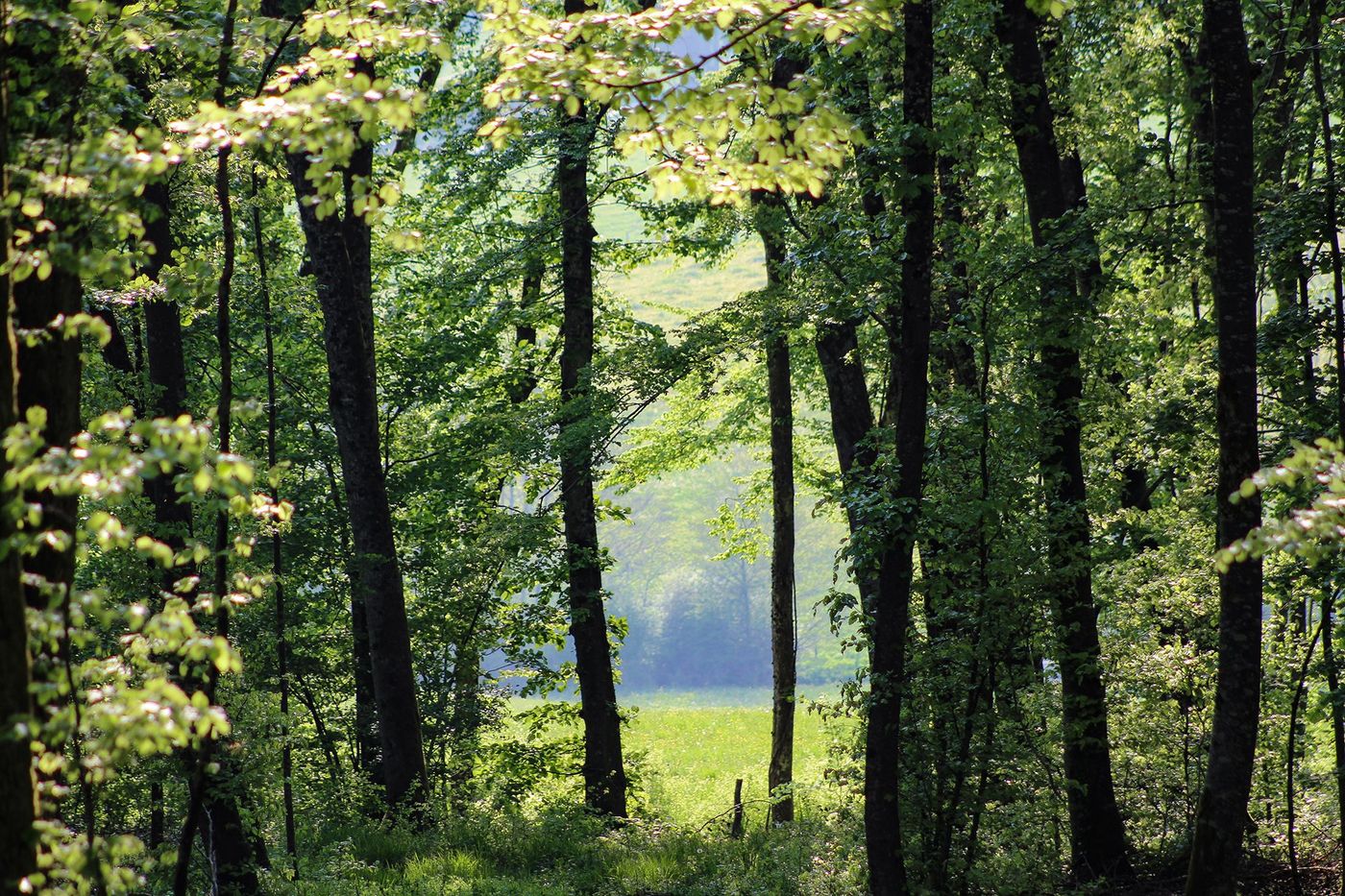 Parc national de forêts - Haute-Marne