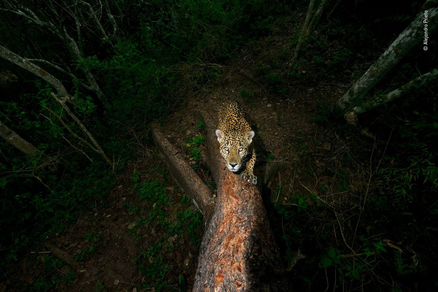 Jaguar, Sierra de Vallejo, État de Nayarit, Mexique