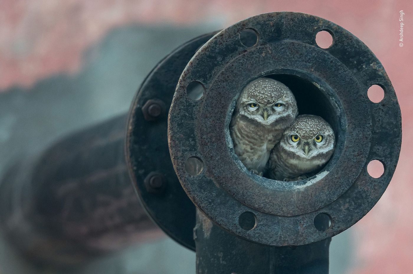 Chouettes chevêches curieuses, Punjab, Inde