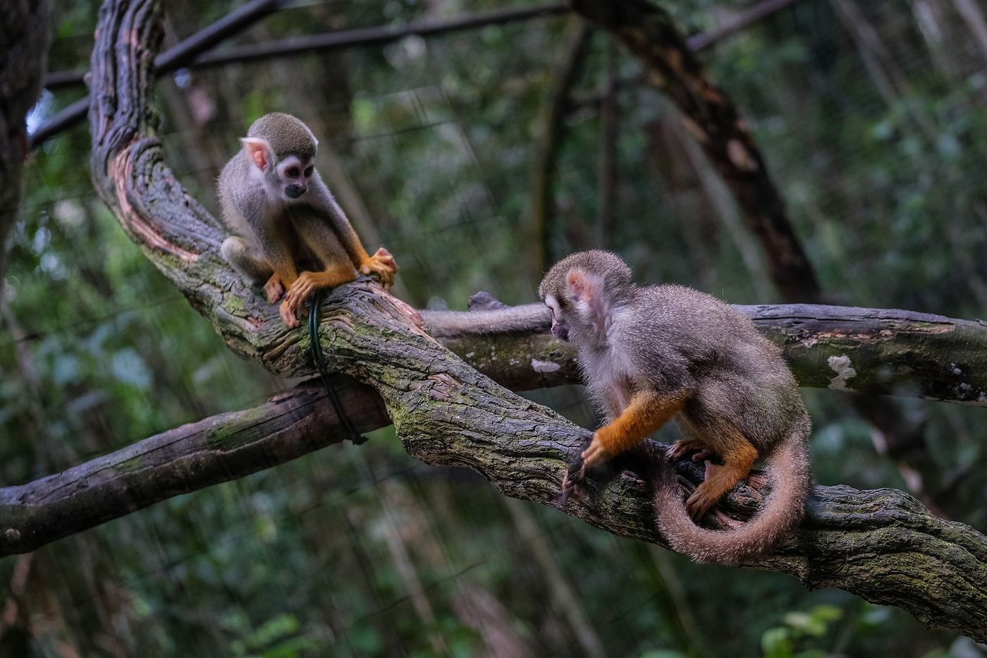 Guyane Singes saïmiris