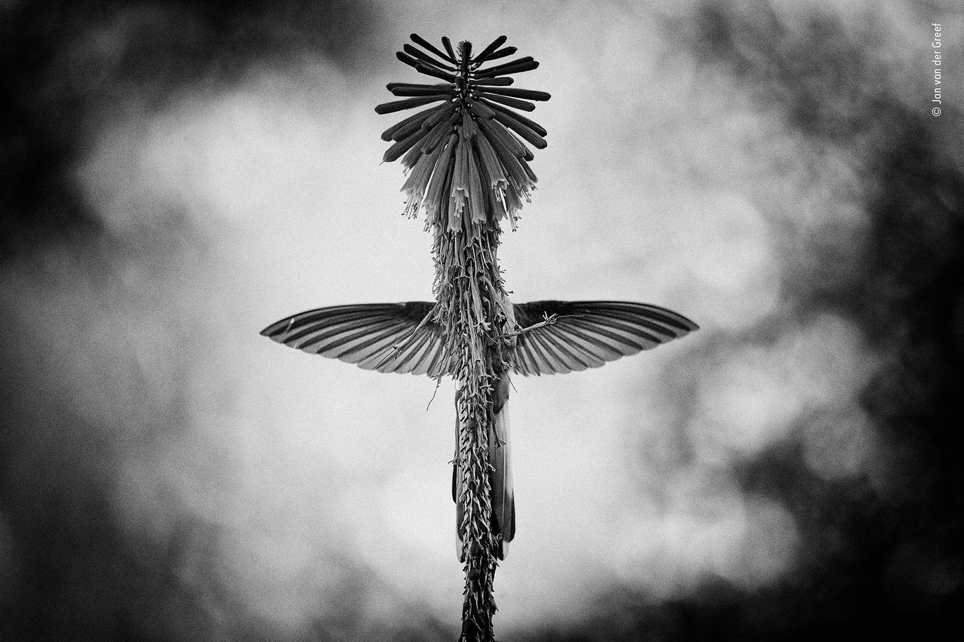 Colibri se délectant du nectar d’une kniphofia, sud du Pérou