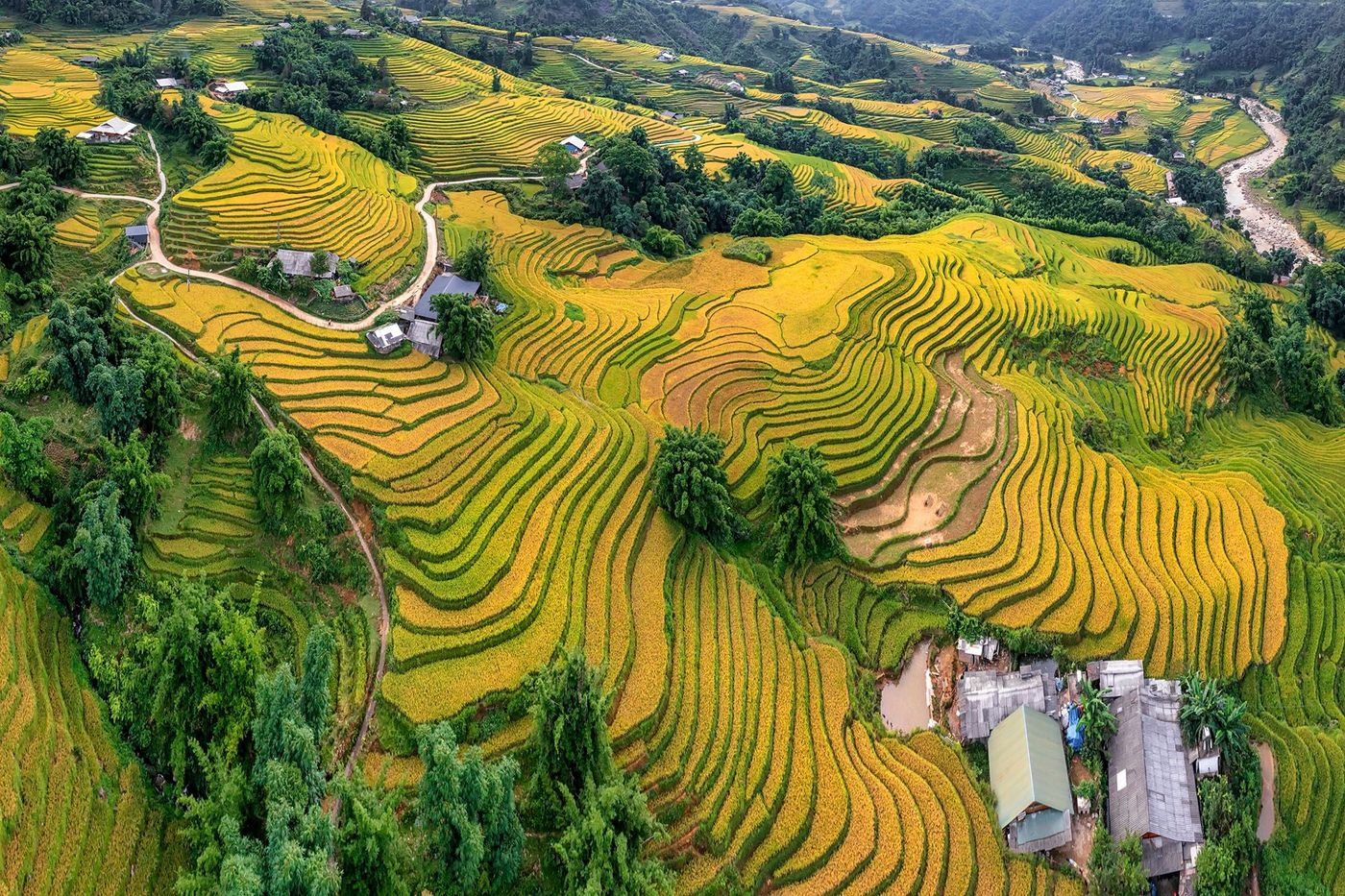 Ý Linh Hồ - rizières