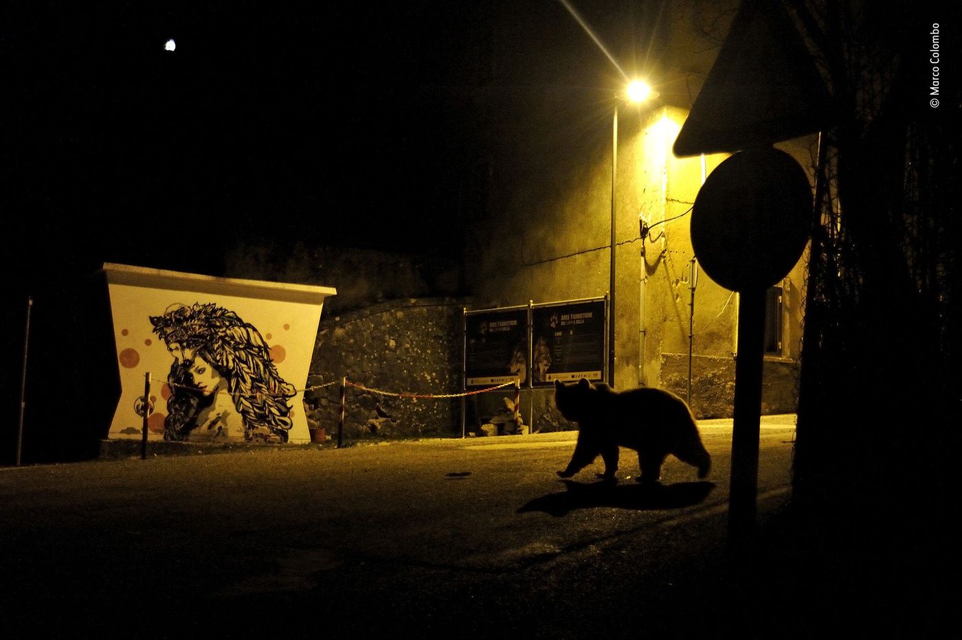 Ours brun marsicain traversant un village de nuit, Montagnes de l’Apennin, Italie