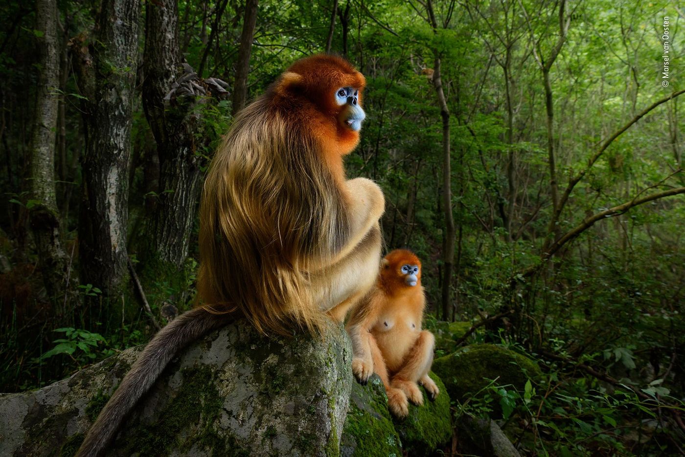 Couple de singes (rhinopithèques de Roxellane), Monts Qinling, Chine