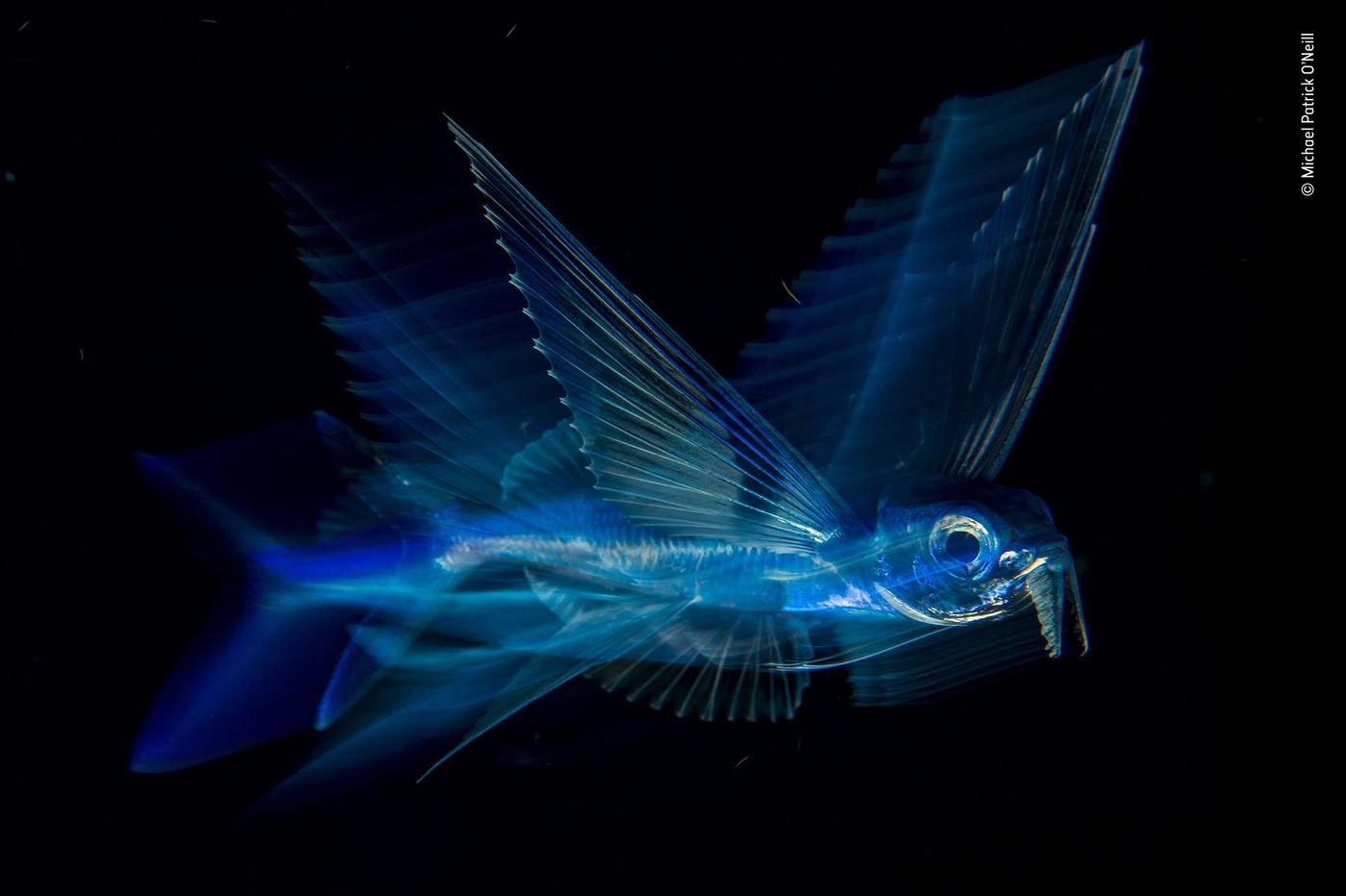 Poisson volant sous la surface, de nuit au large de Palm Beach, Océan Atlantique, Floride