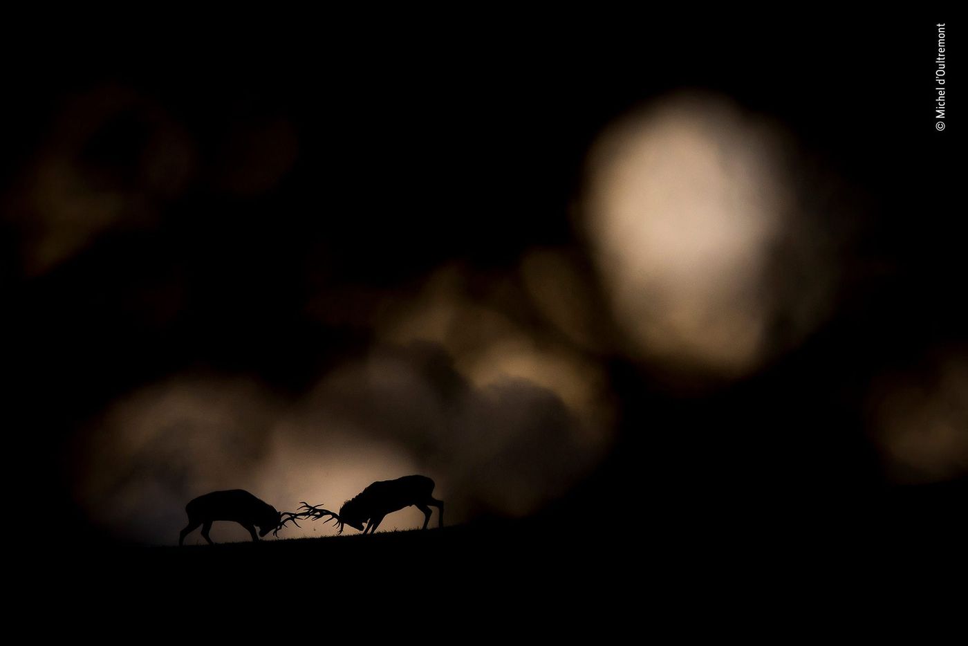 Combat de cerfs élaphes, Forêt des Ardennes, Belgique