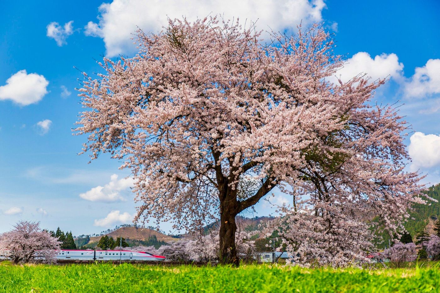 Tohoku, la région privilégiée pour voir les cerisiers en fleurs au Japon