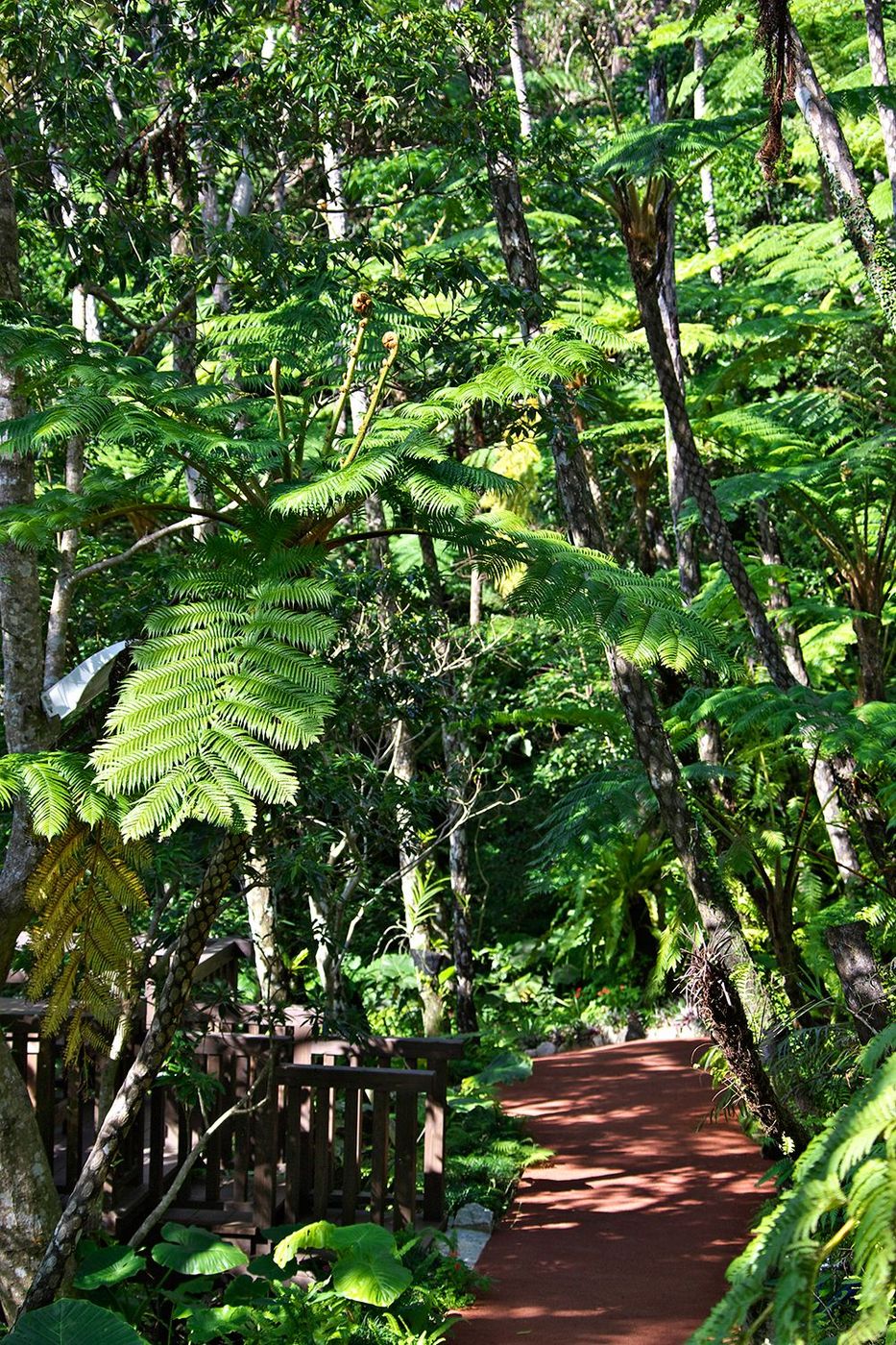 Forêt dans la région de Yanbaru