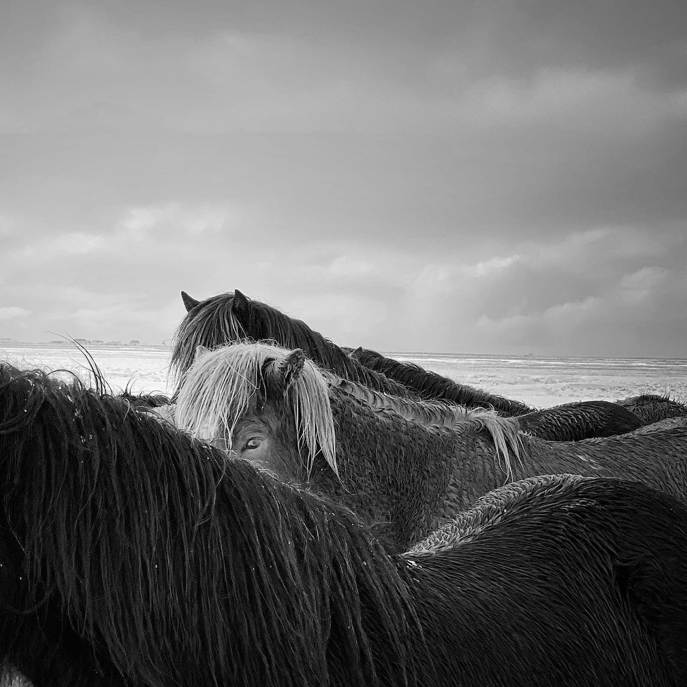 Chevaux