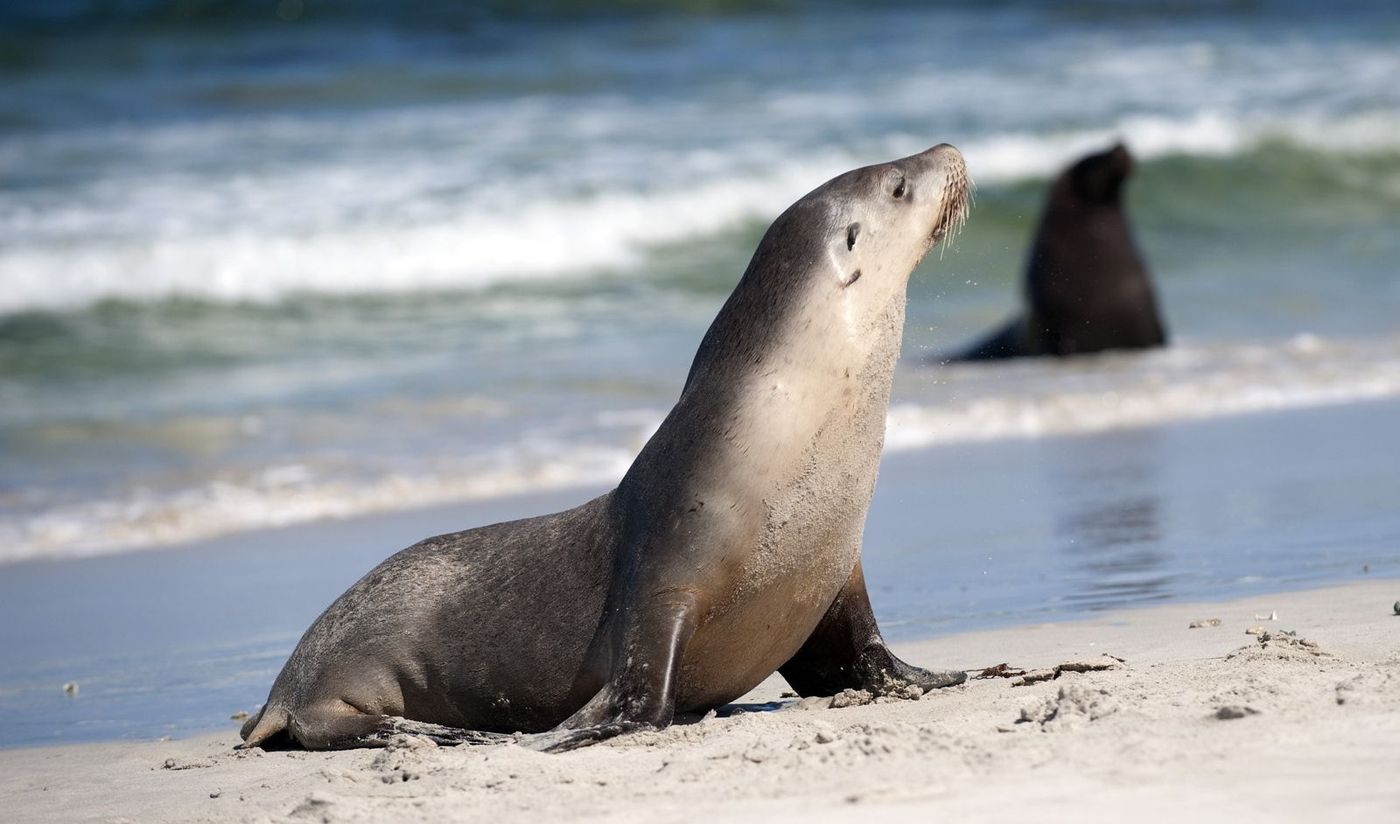 Seal Bay Conservation Park