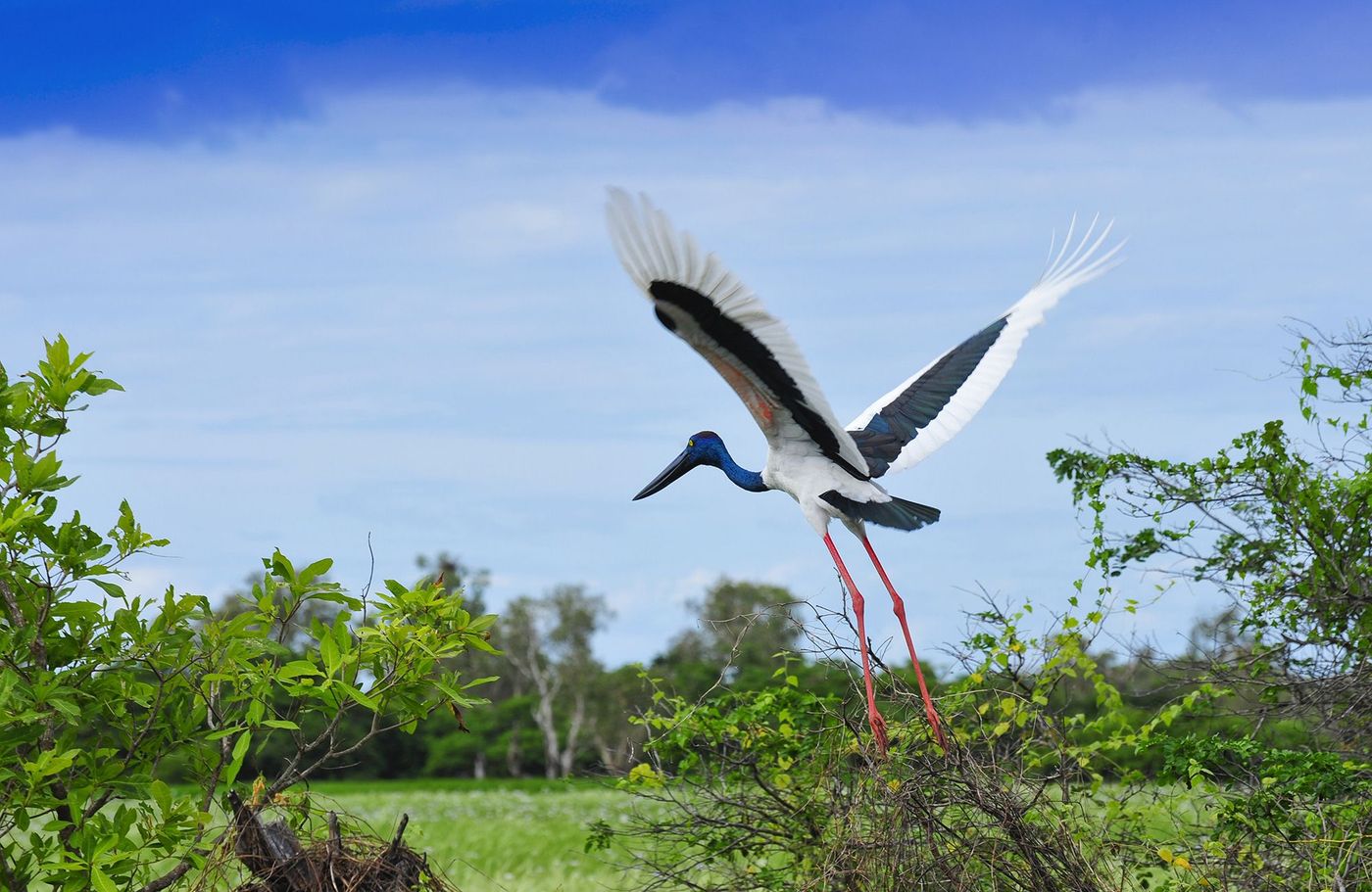 Jabiru, parc national de Kakadu, Territoire du Nord